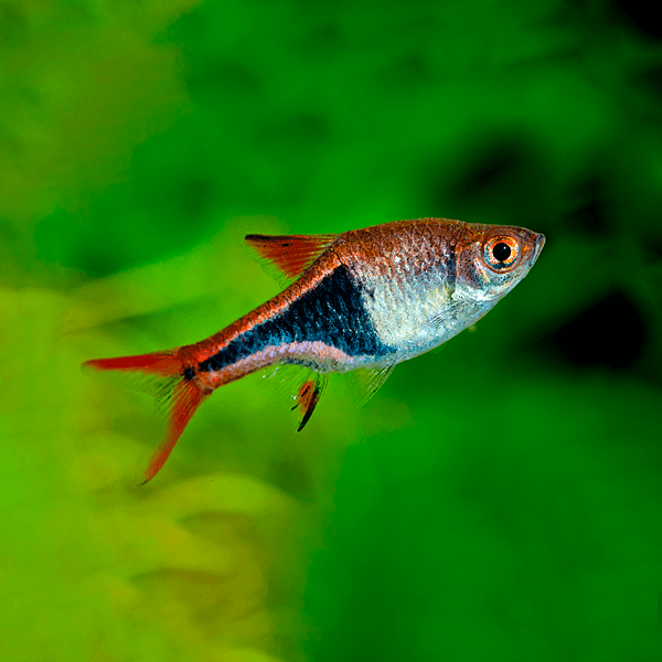 Rasbora Arlequín