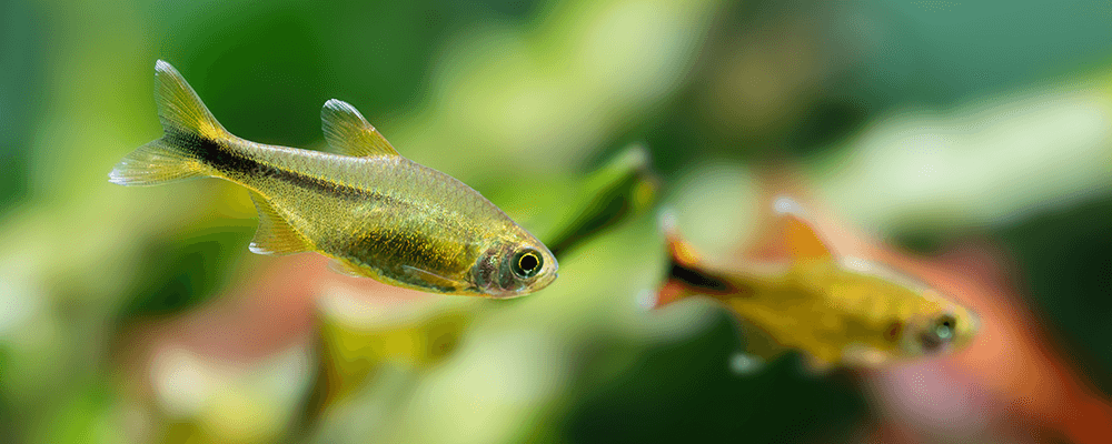 peces acuario