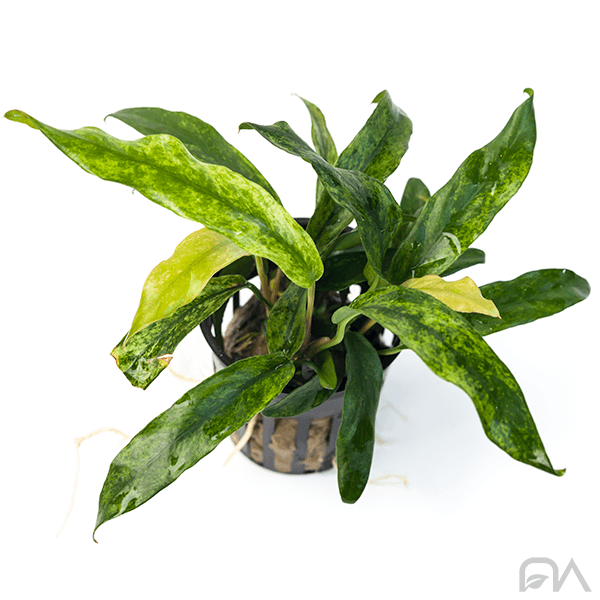 Plantas Anubias