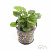 ANUBIAS MINI MINI