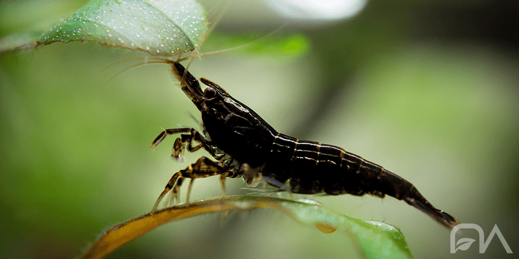 Gamba Neocaridina Black Sakura