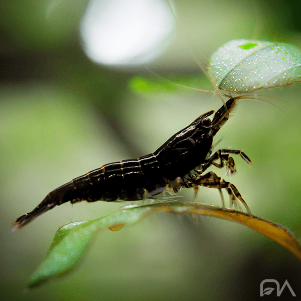 Gambas Neocaridina