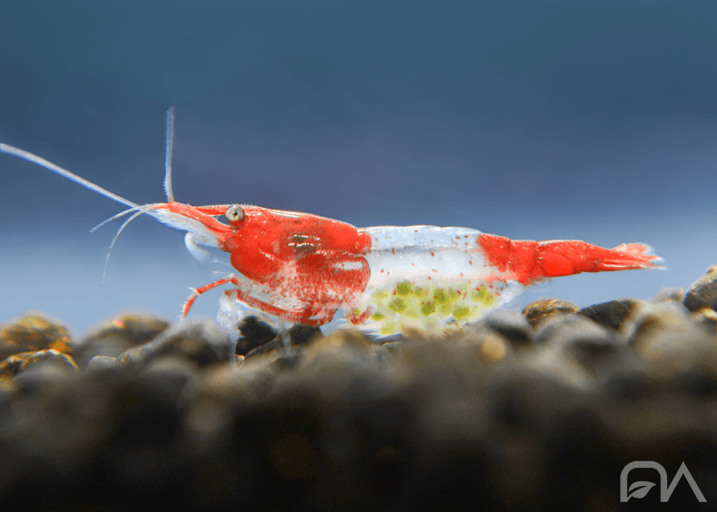 Gamba Neocaridina Red Rili