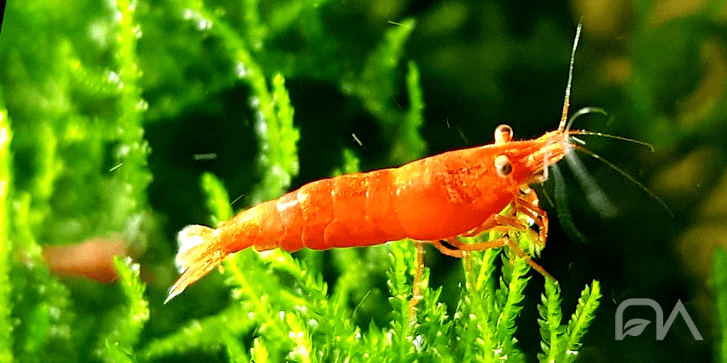 Gamba Neocaridina Bloody Mary