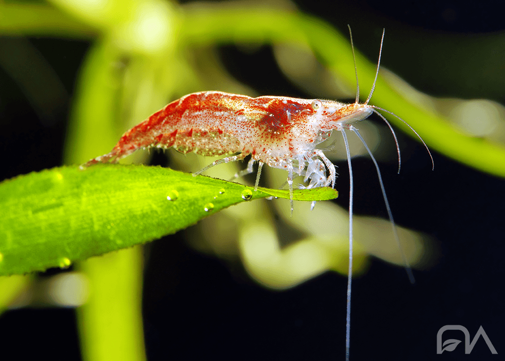 Gamba Neocaridina RED CHERRY