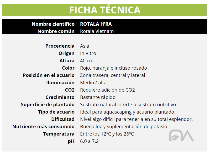 ROTALA H'RA FICHA TÉCNICA