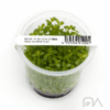 ROTALA ROTUNDIFOLIA FUJAN ADA