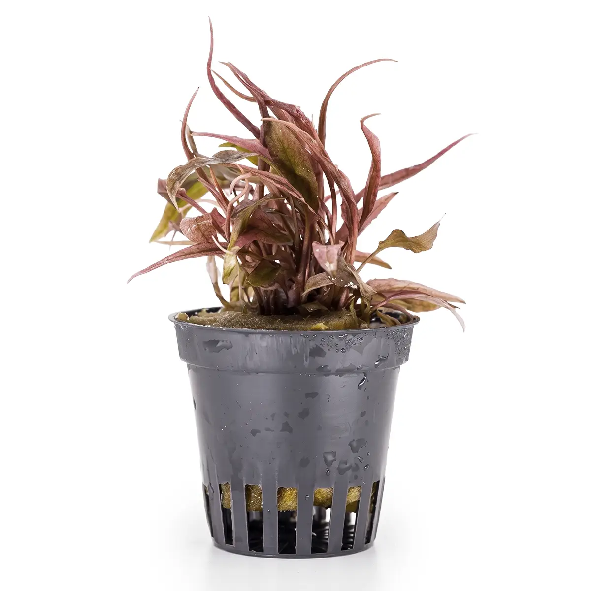 Cryptocoryne spec. 'Flamingo' nascapers.es