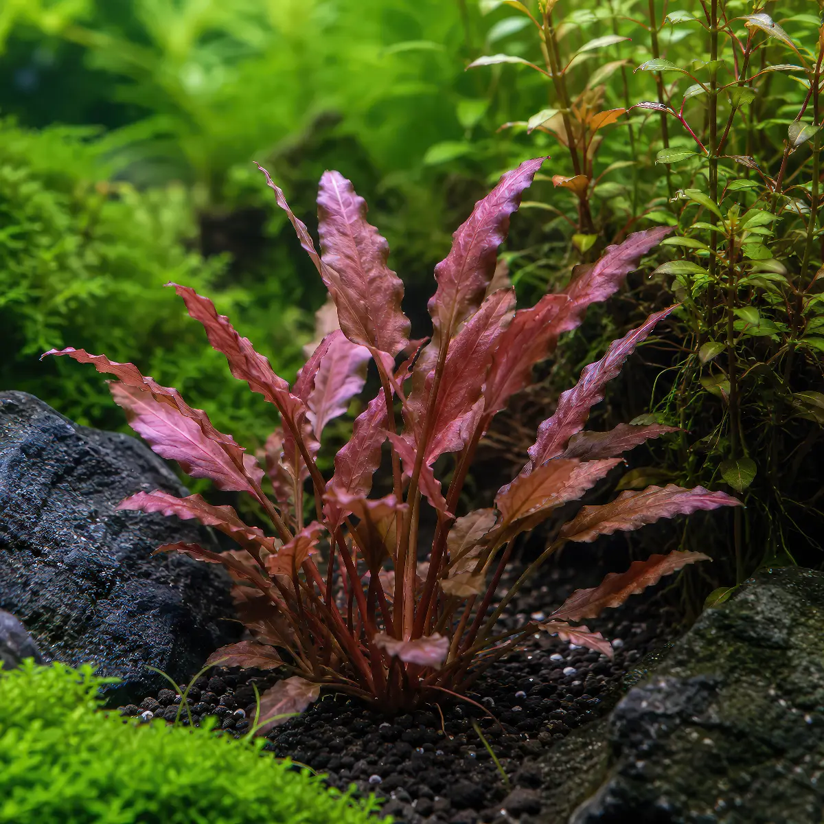 Cryptocoryne spec. 'Flamingo' nascapers.es