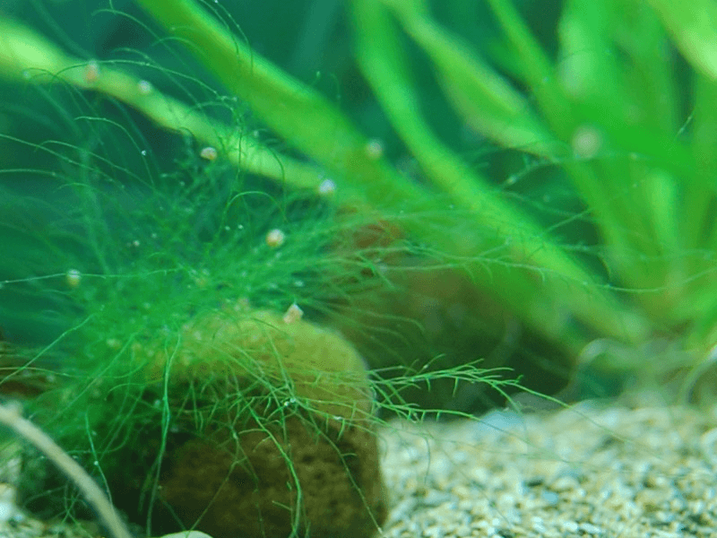 Las algas en el acuario