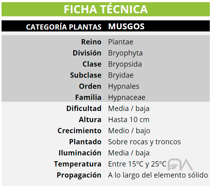 Ficha técnica de los musgos para acuario