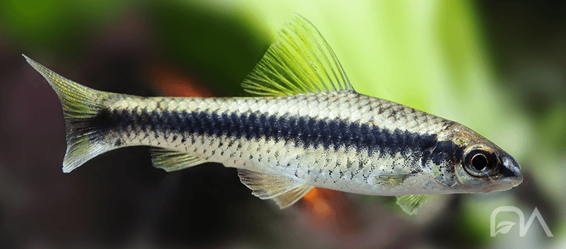 Peces para acuario de agua dulce: ZORRO VOLADOR