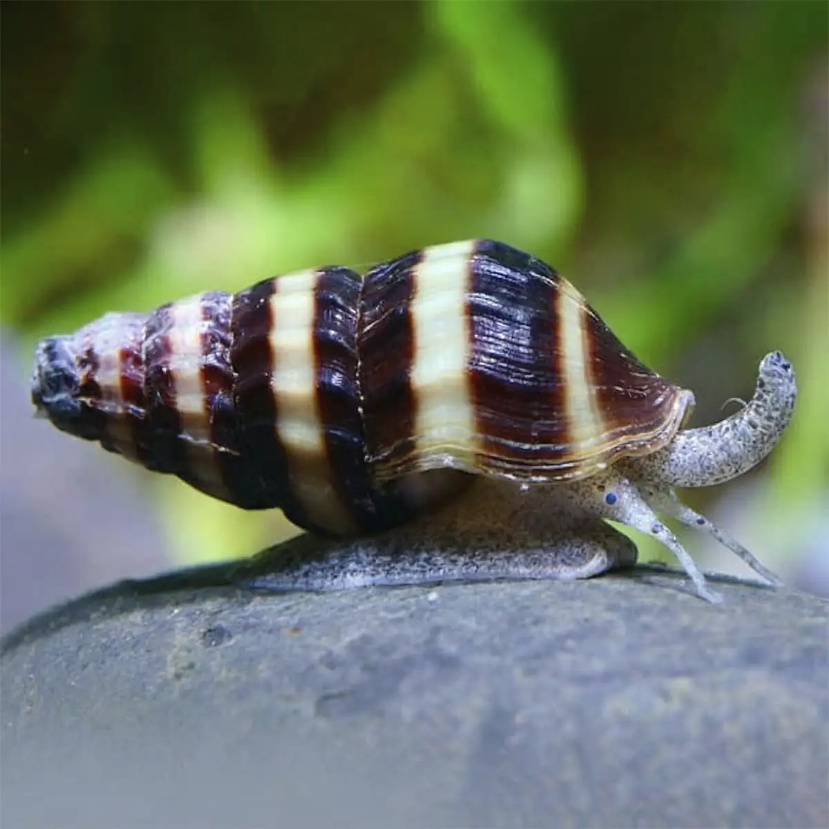 Caracol Anentome helena | come caracoles nascapers.es