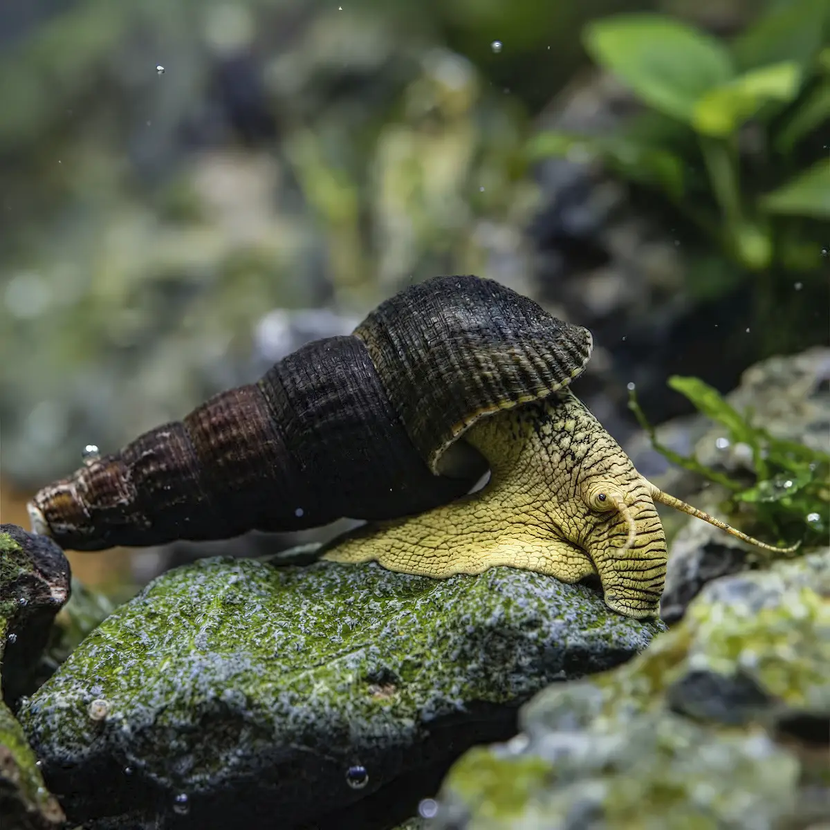 CARACOL TYLOMELANIA SP | Caracol Elefante nascapers.es