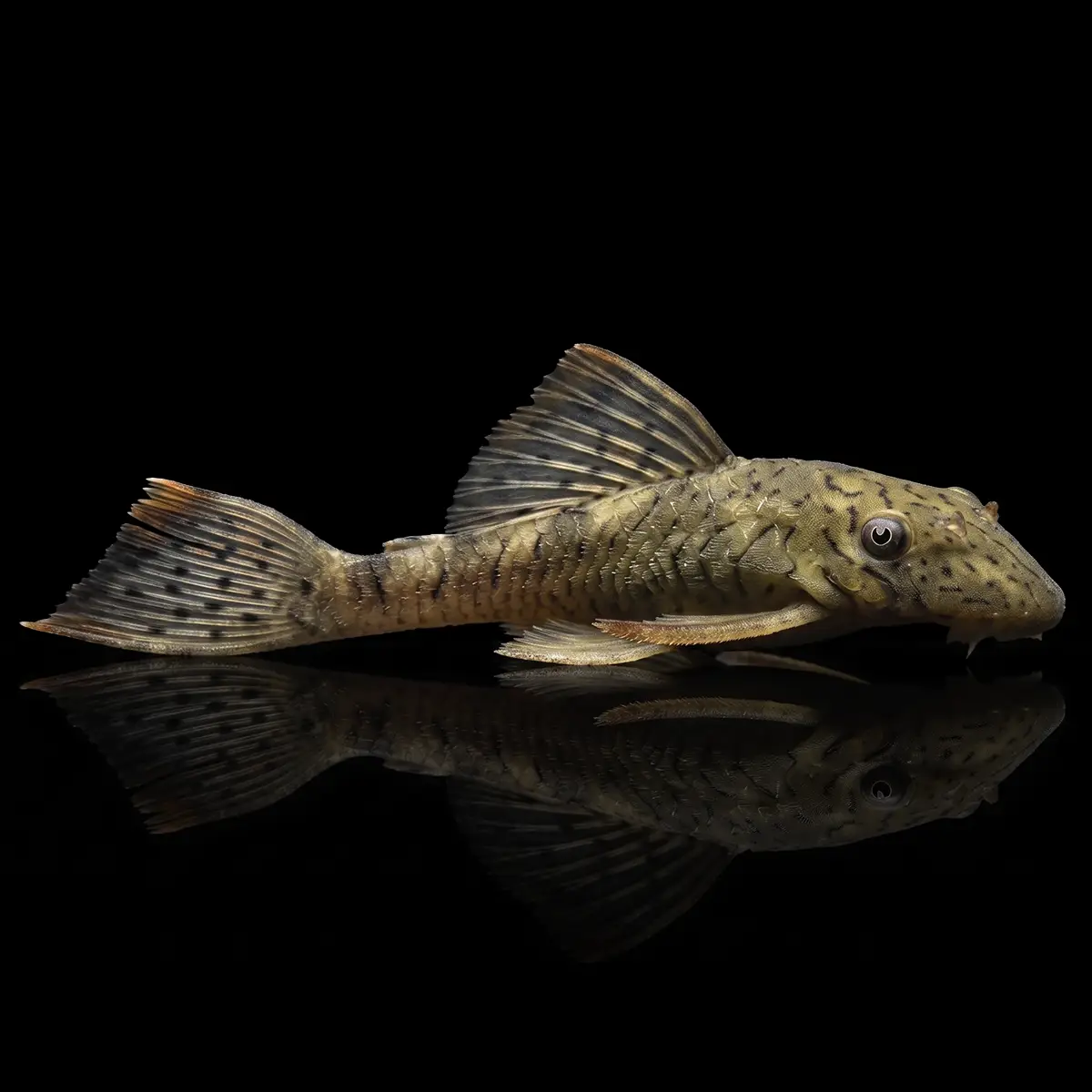 Ancistrus sp criado nascapers.es