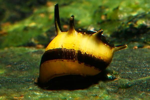 CARACOL ABEJA CORNUDO