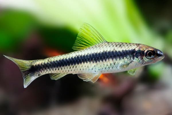 CROSSOCHEILUS SIAMENSIS