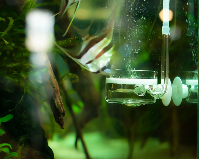 ▷ El CO2 en tu acuario plantado - Consejos y mantenimiento 🧑‍🔧 NA