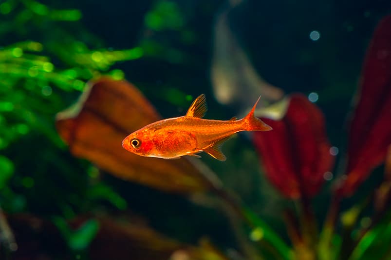 Peces para acuario de agua dulce: HYPHESSOBRYCON AMANDAE