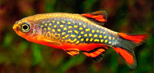 Peces para acuario de agua dulce: MICRORASBORA GALAXY