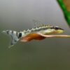 Otocinclus Affinis