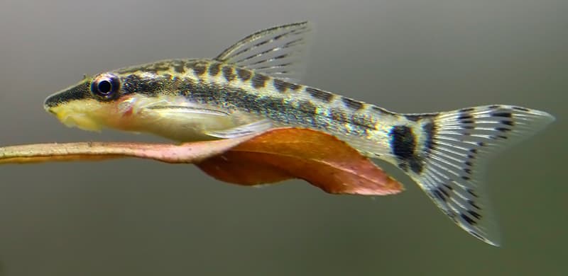 OTOCINCLUS AFFINIS