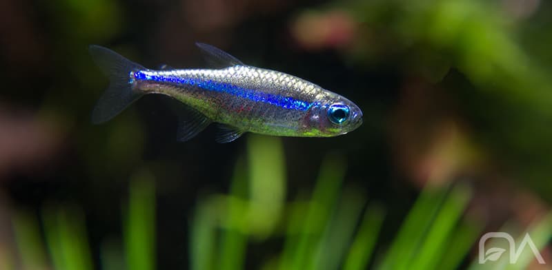 Peces para acuario: Neón Verde Salvaje