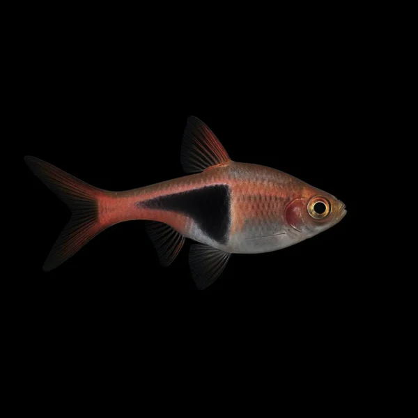 Rasbora Arlequín