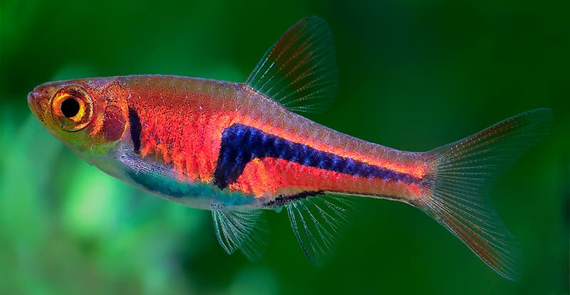 Peces para acuario de agua dulce: RASBORA ESPEI