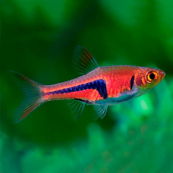 RASBORA ESPEI