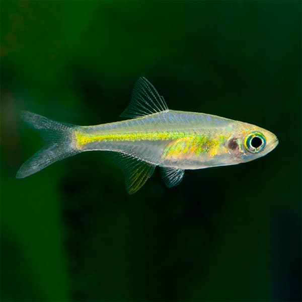 Peces para acuario de agua dulce: RASBORA KUBOTAI