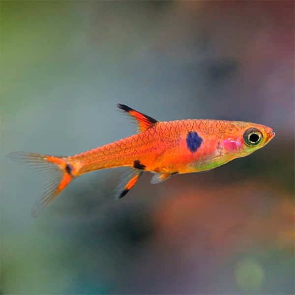 RASBORA MACULATA