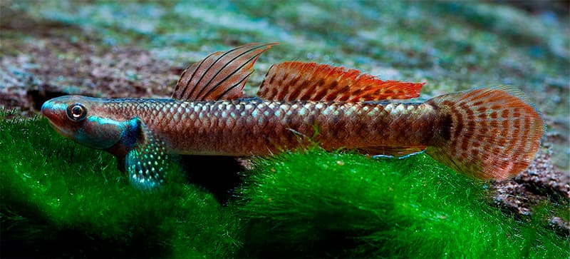 STIPHODON ARCOIRIS