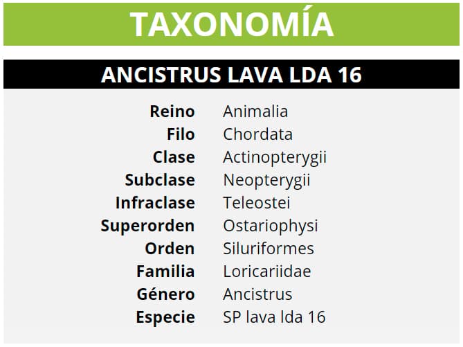 TAXONOMÍA ANCISTRUS LAVA LDA 16