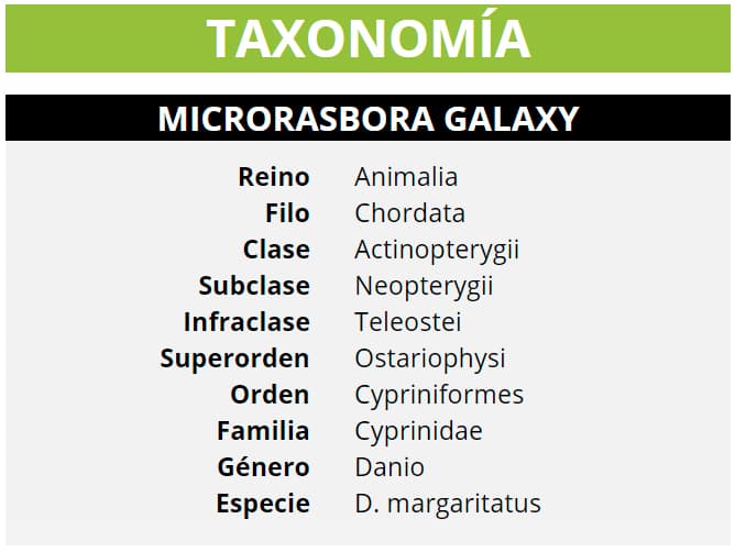 TAXONOMÍA MICRORASBORA GALAXY