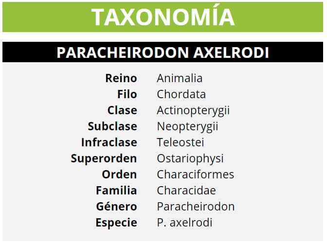 TAXONOMIA PARACHEIRODON AXELRODI