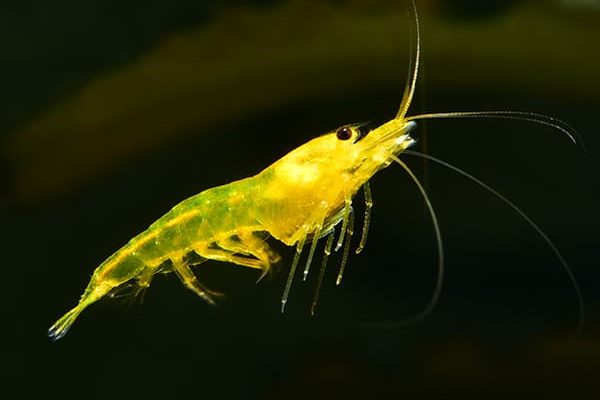 CARIDINA YELLOW KING KONG