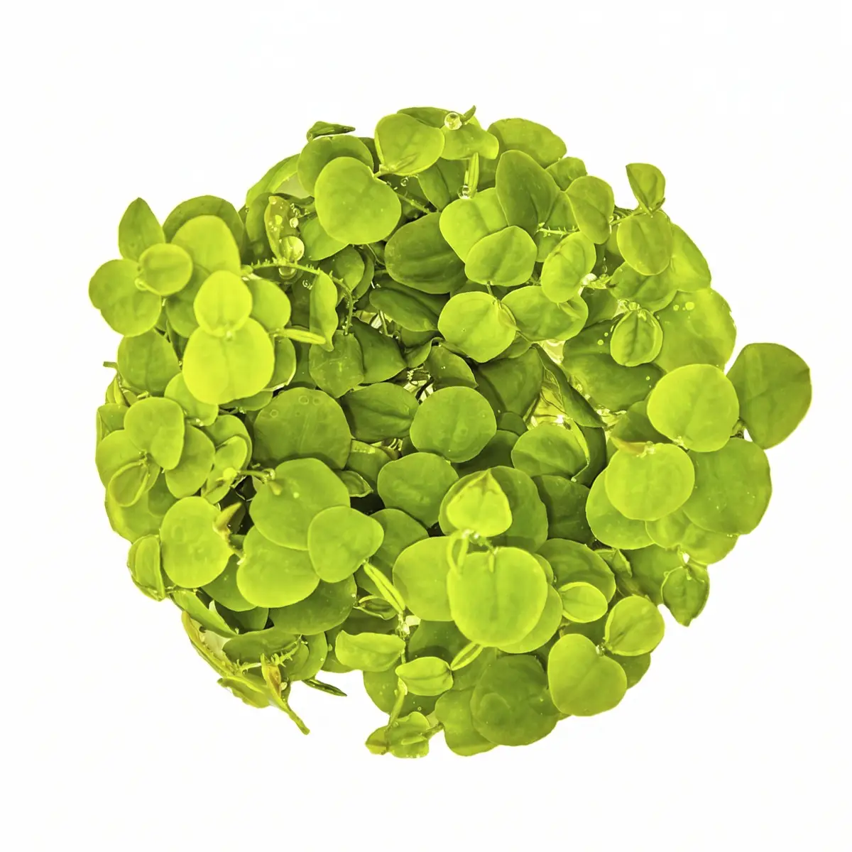 Phyllanthus fluitans nascapers.es