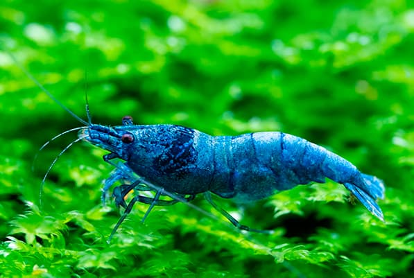 CARIDINA BLUE BOLT