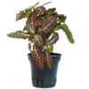 FITTONIA RED