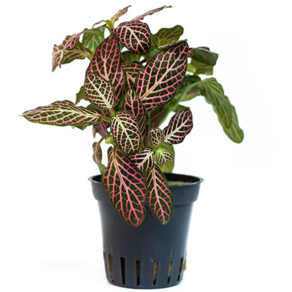 FITTONIA RED