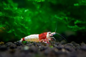 MONTAR UN GAMBARIO PASO A PASO