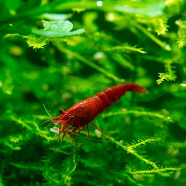 NEOCARIDINA BLOODY MARY