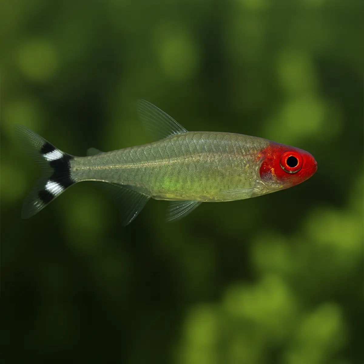 Borrachito pez aquascaping