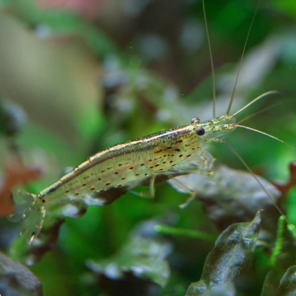 caridina japonica multidentata