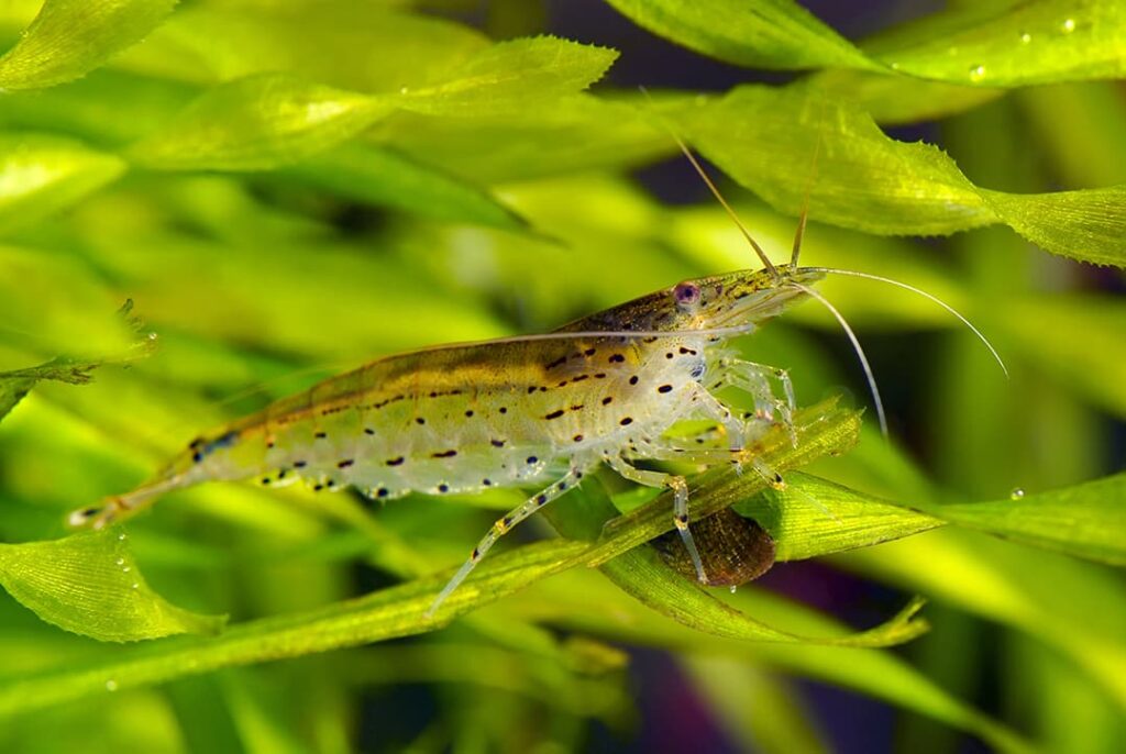 CARIDINA JAPONICA MULTIDENTATA