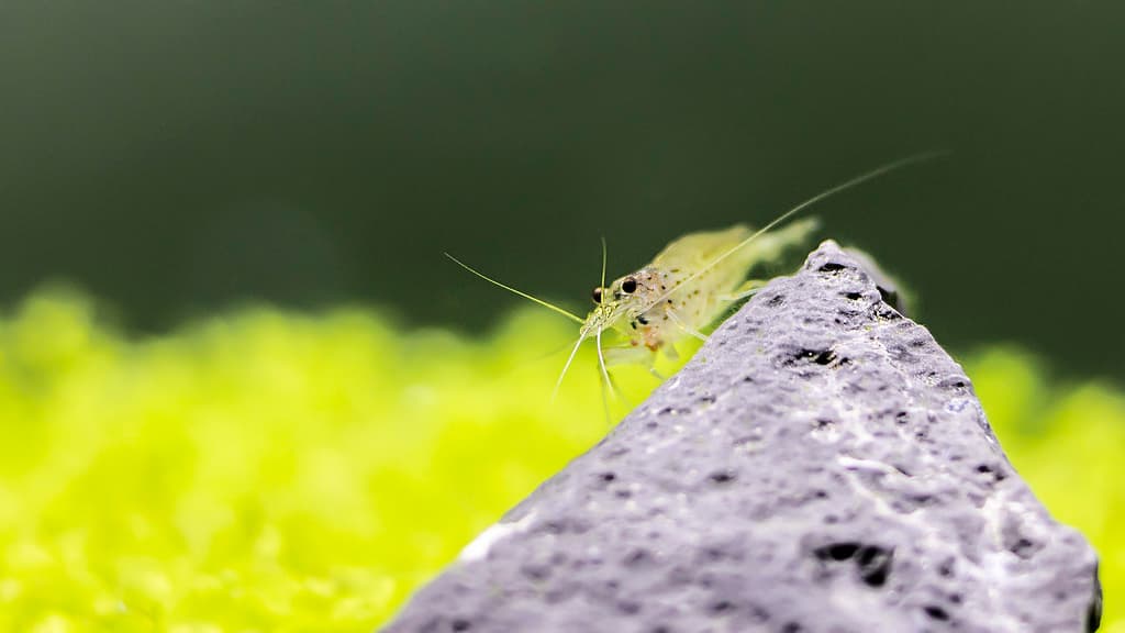 CARIDINA JAPONICA MULTIDENTATA