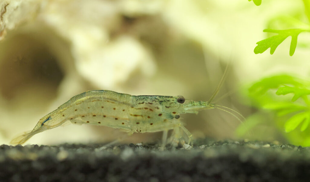 CARIDINA JAPONICA MULTIDENTATA