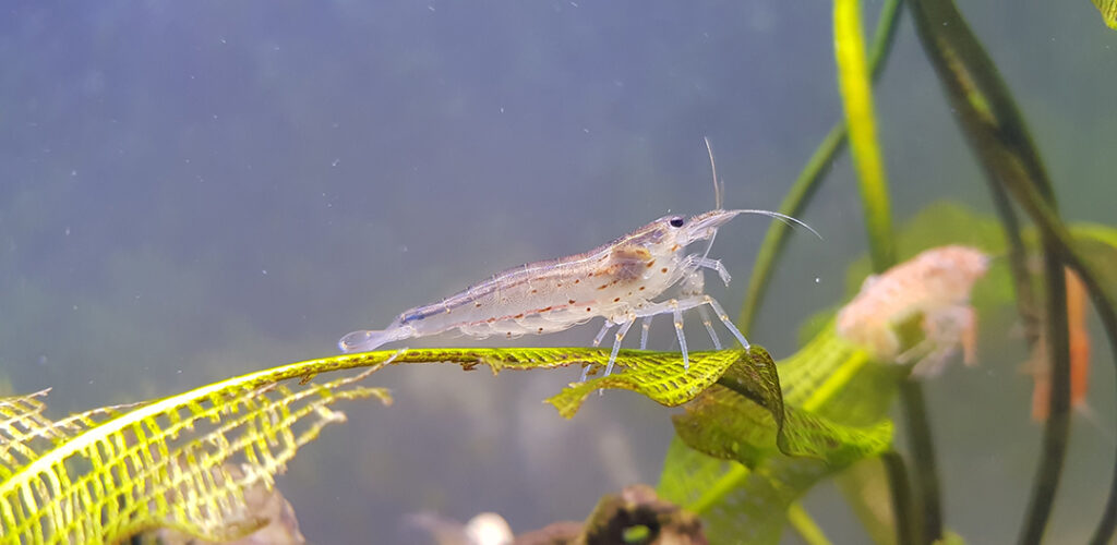 CARIDINA JAPONICA MULTIDENTATA