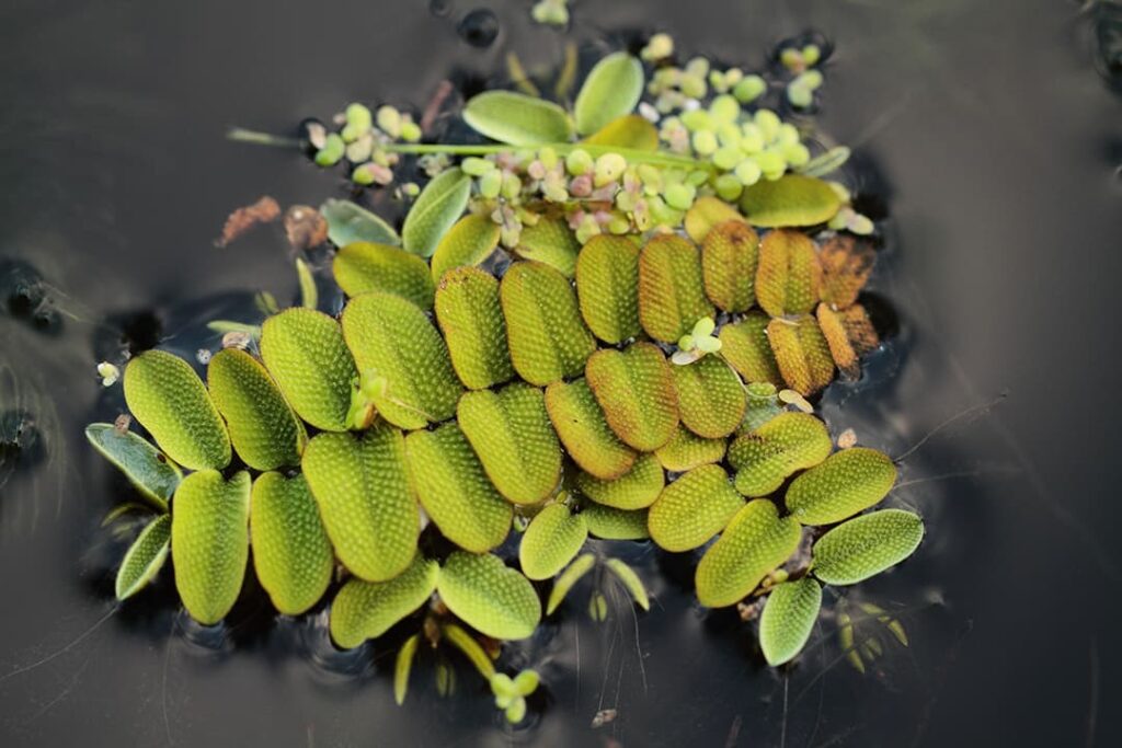 SALVINIA NATANS: plantas flotantes, beneficios y cuidados